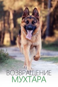Возвращение Мухтара